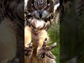 The owl wants to grab with its paws - Animals - Nature