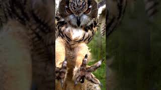 The owl wants to grab with its paws - Animals - Nature