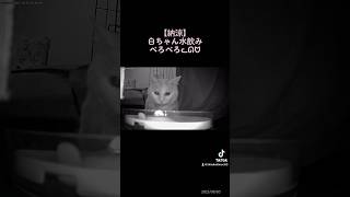 2023年8月5日【納涼】白ちゃん水飲みぺろぺろ動画#可愛い元野良猫 #cat #cute