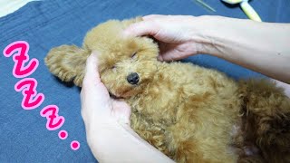 サロンの全身マッサージが気持ち良くてウトウトしちゃう子犬が可愛すぎるｗ　【多頭飼い】【マイクロティーカッププードル】【トイプードル】【犬】【サロン】