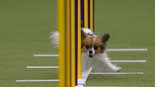 Gabby the Papillon wins the 8 class | Westminster Kennel Club