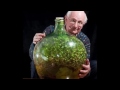 Thriving Bottle Garden Hasn't Been Watered in Over 40 Years