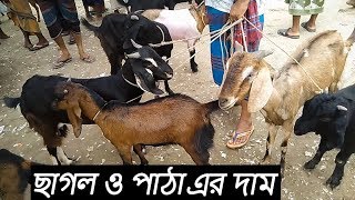 ছোট বড় সকল উন্নত জাতের ছাগল ও পাঠা এর বাজার মূল্য জেনে নিন |