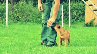 The first obedience training - how to start?