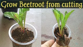 How to grow Beetroot from cutting