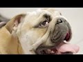 What's Causing This English Bulldog's Bloodshot Eye? | The Vet Life