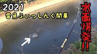 2021 雷魚フロッグゲーム開幕!! モンスターライギョを釣り上げるまでの五日間....　snake head fishing in Japan