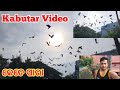 Kabutar Video 🕊️|| Pigeon Video 🕊️ // s Jitendra vlogs #pigeon #odiavlog