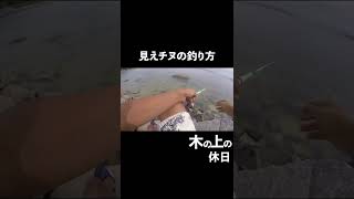 見えチヌの釣り方＃short