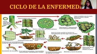 Diagnostico del hongo Fusarium oxysporum FITOPATOLOGIA III