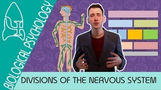 Divisions of the Nervous System - Biological Psychology [AQA ALevel]