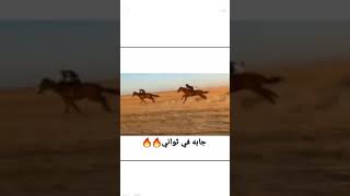 سباق خيول/شاهد اسرع حصان في العالم ماشاءالله 😱💪