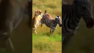 Amazing Facts About Zebras