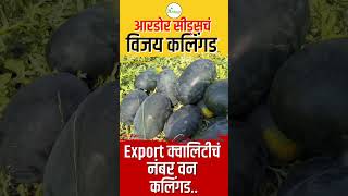 आरडोर सीड्सचं विजय कलिंगड Export क्वालिटीचं नंबर वन कलिंगड..