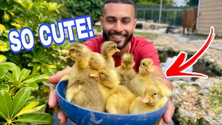 10 BABY CALL DUCKS HATCHED ON THE RANCH *ADORABLE*