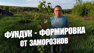 ФУНДУК ТРАПЕЗУНД и др.🇺🇦🕓🎓🌳❗ Правильная формировка и обрезка от подмерзаний. СЕРГЕЙ TRIOPONICA