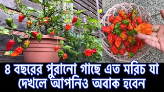 নাগা বা বোম্বাই মরিচ হারভেস্ট | ৪বছরের পুরানো গাছে এত মরিচNaga Chilli  Harvesting/Shokher Bagan 2021