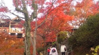 京都紅葉名所、東福寺、　Tofuku-ji Temple,Autumn colors in Kyoto,Japan