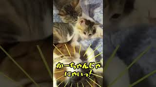 シッポで遊んだだけなのに【三毛猫ももちゃん、めろちゃん】#shorts #保護猫 #三毛猫