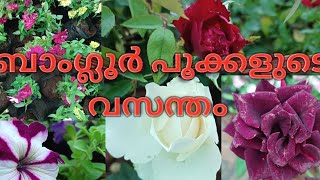 Bangalore flowers collections, ബാംഗ്ലൂർ പൂക്കളുടെ വസന്തം, New collection of variety flowering plants