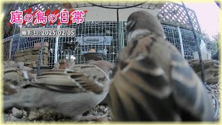 【庭の鳥の日常】(25,02,05) 数秒で水が凍る寒さ