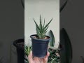 sansevieria francisii white var.