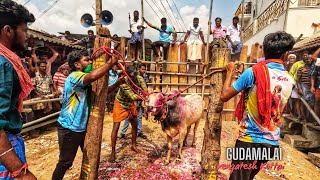 Gudamalai Venkatesh kuttai Kalai | Gudamalai Jallikattu 2025 | Gudamalai Jallikattu