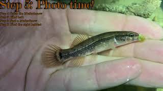 How to Catch A Mudminnow