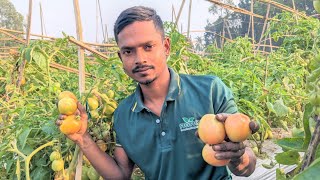 ১০ শতাংশ জমিতে তিনবার হারভেস্ট করে ২০,০০০ টাকার টমেটো বিক্রি করলেন কৃষক রাকিব ভাই | পার্ট 4