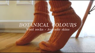 AVOCADO SKINS | HOW to NATURAL DYE at home  | a pair of WOOL SOCK | BOTANICAL COLOURS | Casa Caribe