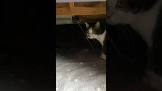 猫、パラダイスを手に入れる#shorts #猫 #ねこ #猫動画 #猫のいる暮らし #cat #catlover #秋 #冬 #こたつ