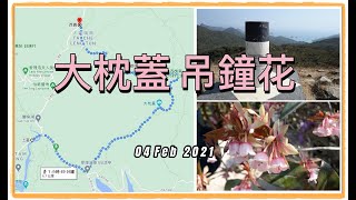 [西貢區行山路線] #大枕蓋 #吊鐘花 #鹿湖高原 #北潭凹