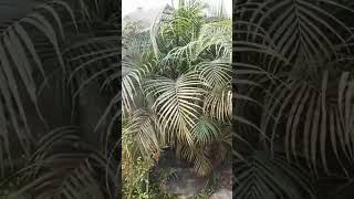 এরিকা পাম গাছ কিনতে কল করুন ☎️ +8801717807336 #best_plants_bangladesh