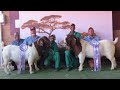 Top Genética Lukas Burguer boer goats Incrível!