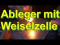 Ableger mit Weiselzelle