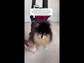 owner uses a bag to trim pomeranian paws 🐾 shorts dog