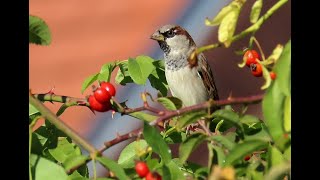 1541. Vrabec domácí, House Sparrow, Haussperling, Huismus, Домовый воробей, Wróbel zwyczajny