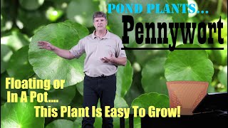 Pond Plants:  Pennywort