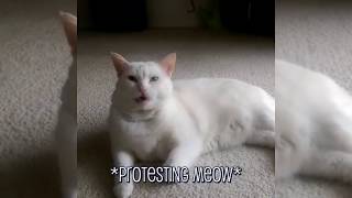 Have You Seen This Crazy Weird Cat Noises?