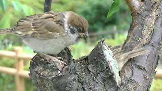 梅の木に餌を貰いに飛んで来た子雀 20220615 2（天満宮）