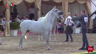 Fujairah 2018 - Senior Mares Championship