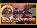 PENYEWA RUMAH PENGOTOR | TERPAKSA DI HALAU