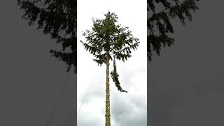 Tree Climbing and Cutting Arborist | #shortvideo