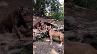 American Bully Vs Doberman - who is the king? 🤯