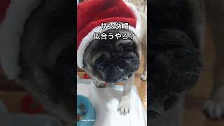 サンタなパグのカイルイ君🤣#pug#パグ#はなぺちゃ#犬#クリスマス#shorts