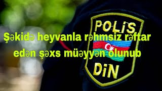 TƏCİLİ! Şəkidə heyvanla rəhmsiz rəftar edən şəxs müəyyən olunub