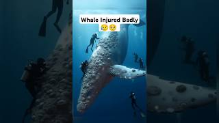 Freedom Beneath The Waves: A Whale's Rescue #amazing #viralvideo #shorts