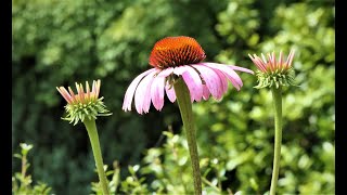 4K 不思議な姿のエキナケアと素敵な黄スカシユリ 昭和記念公園2020💝Mystery Echinacea and Elegant Lily at Syowa kinen park 2020