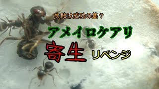 【ありの飼育記#74】アメイロケアリ寄生失敗！もう一度チャレンジします【アメイロケアリ】