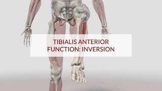 Tibialis Anterior Function: Inversion (3D Animation)